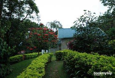 Bookmytripholidays | Ambadi estate,Munnar  | Best Accommodation packages